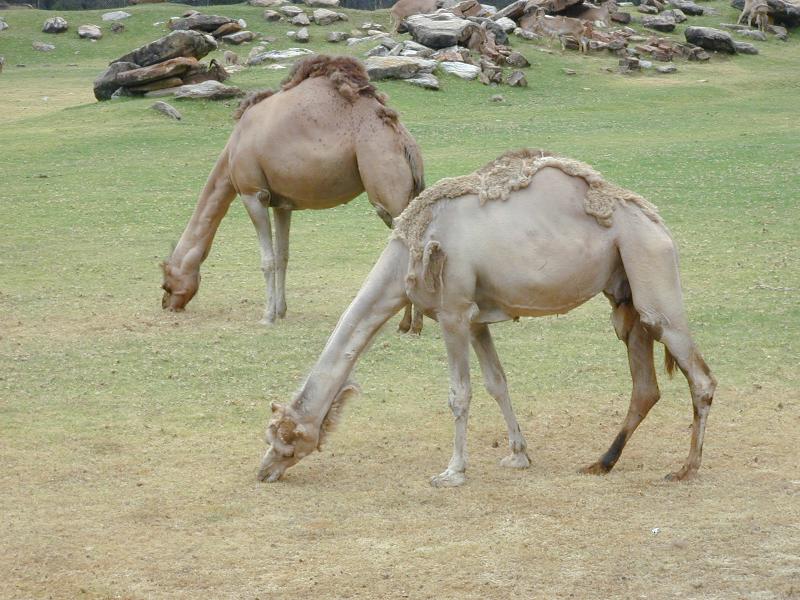 Dromedary_Camel__Camelus_dromedarius__001.jpg