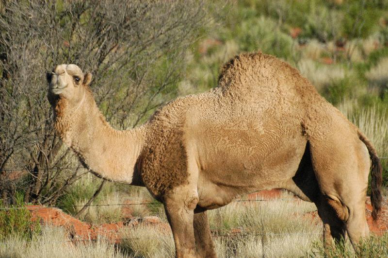 Dromedary_Camel__Camelus_dromedarius__003.jpg