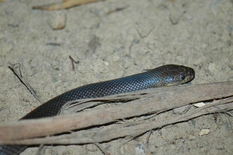 Dunmall's_Snake__Furina_dunmalli__003.jpg