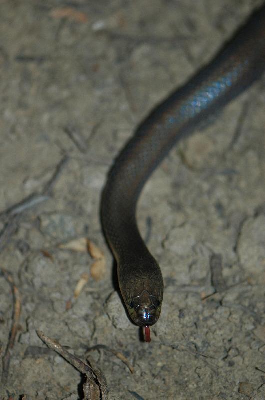 Dunmall's_Snake__Furina_dunmalli__005.jpg