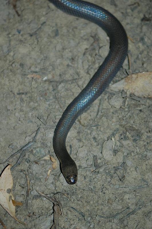 Dunmall's_Snake__Furina_dunmalli__006.jpg