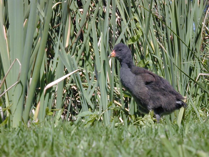 Dusky_Moorhen__Gallinula_tenebrosa__001.jpg