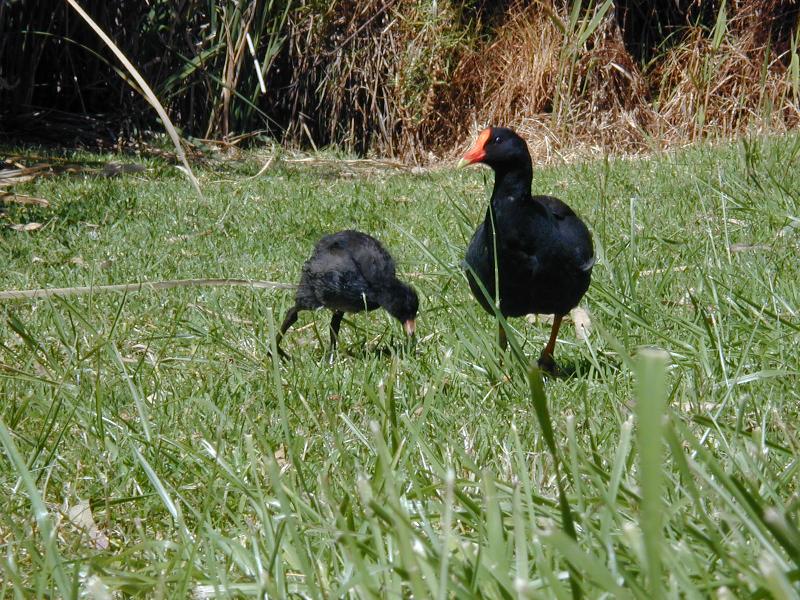 Dusky_Moorhen__Gallinula_tenebrosa__003.jpg