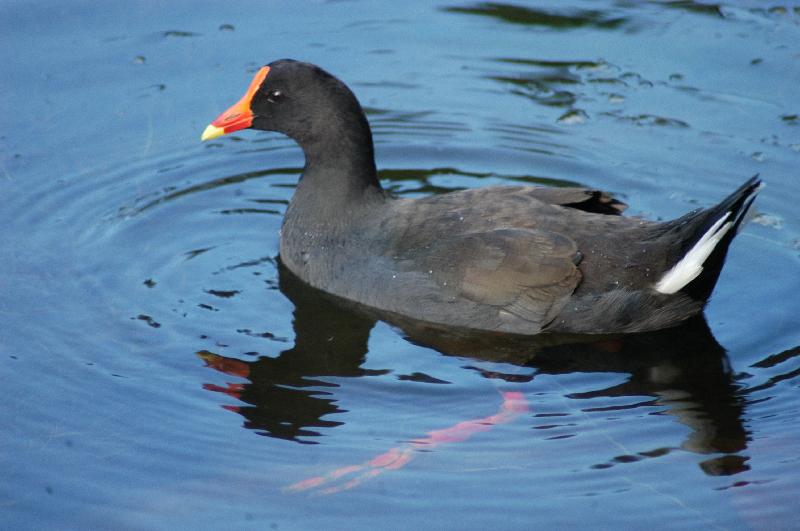 Dusky_Moorhen__Gallinula_tenebrosa__007.jpg