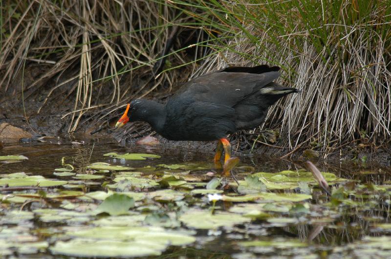 Dusky_Moorhen__Gallinula_tenebrosa__008.jpg