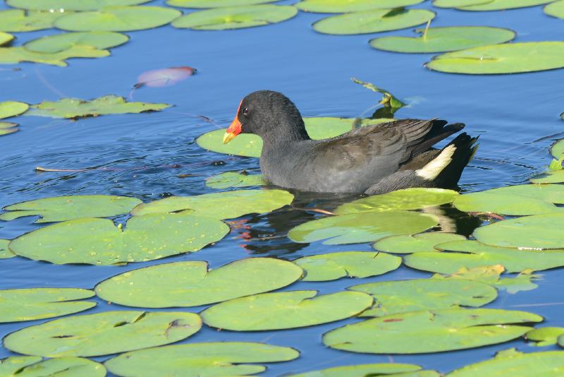 Dusky_Moorhen__Gallinula_tenebrosa__009.jpg