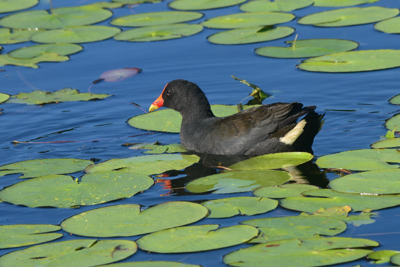 Dusky_Moorhen__Gallinula_tenebrosa__010.jpg