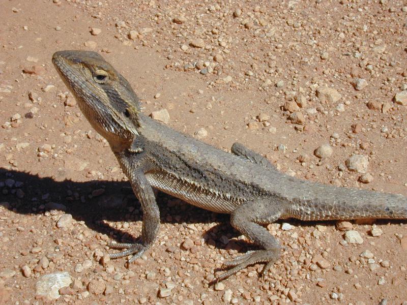 Dwarf_Bearded_Dragon__Pogona_minor__002.jpg