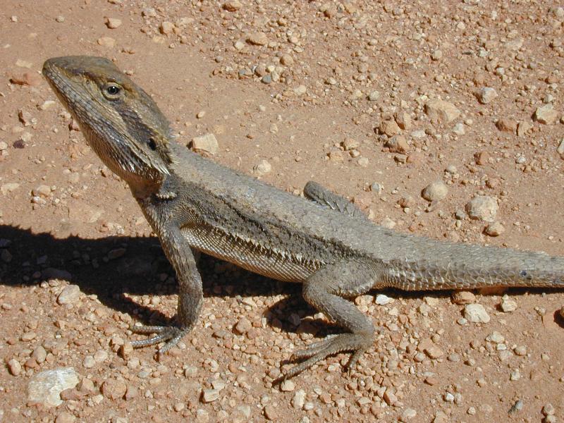 Dwarf_Bearded_Dragon__Pogona_minor__003.jpg