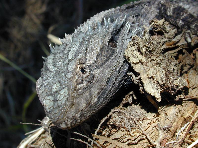 Eastern_Bearded_Dragon__Pogona_barbata__003.jpg