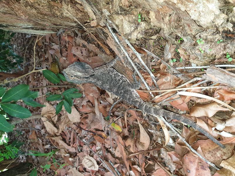 Eastern_Bearded_Dragon__Pogona_barbata__007.jpg