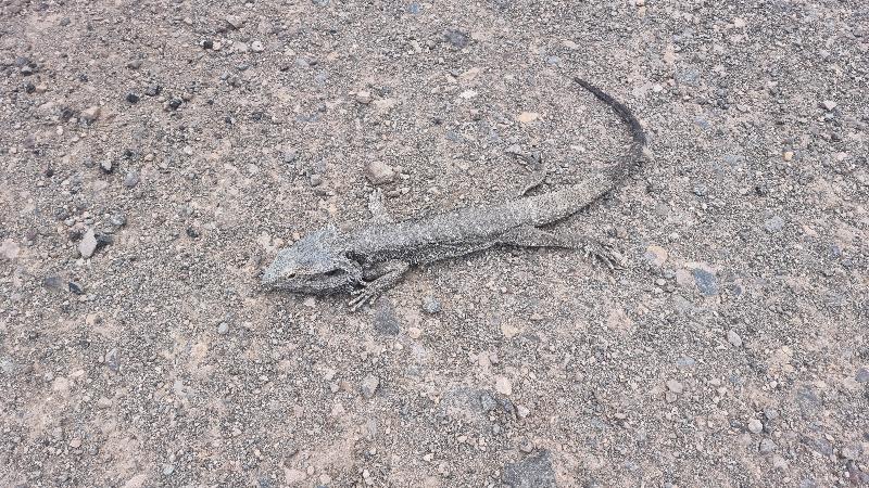 Eastern_Bearded_Dragon__Pogona_barbata__009.jpg