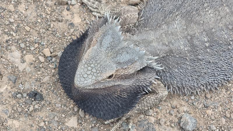 Eastern_Bearded_Dragon__Pogona_barbata__012.jpg