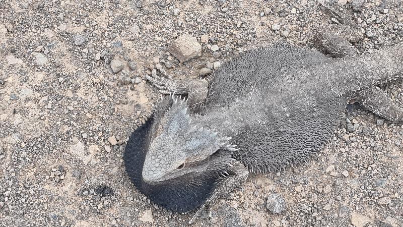 Eastern_Bearded_Dragon__Pogona_barbata__013.jpg