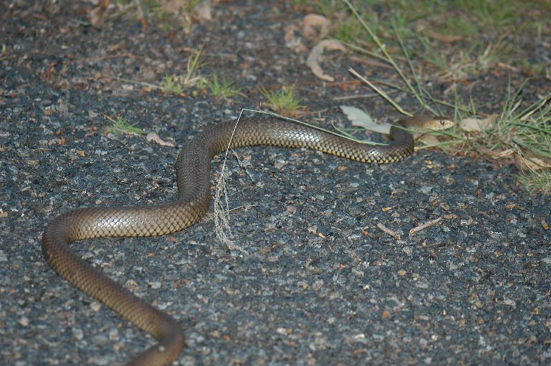 Eastern_Brown_Snake__Pseudonaja_textilis__001.jpg