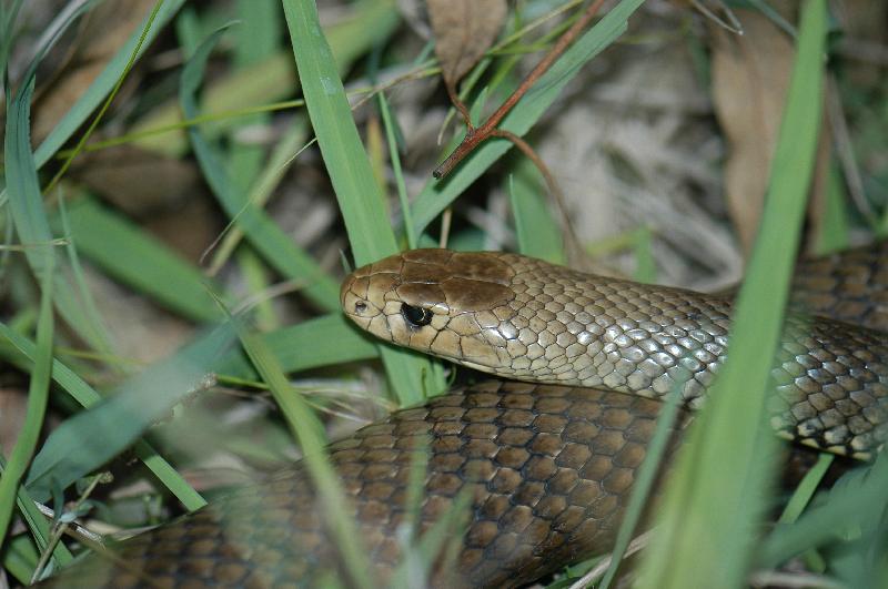 Eastern_Brown_Snake__Pseudonaja_textilis__002.jpg