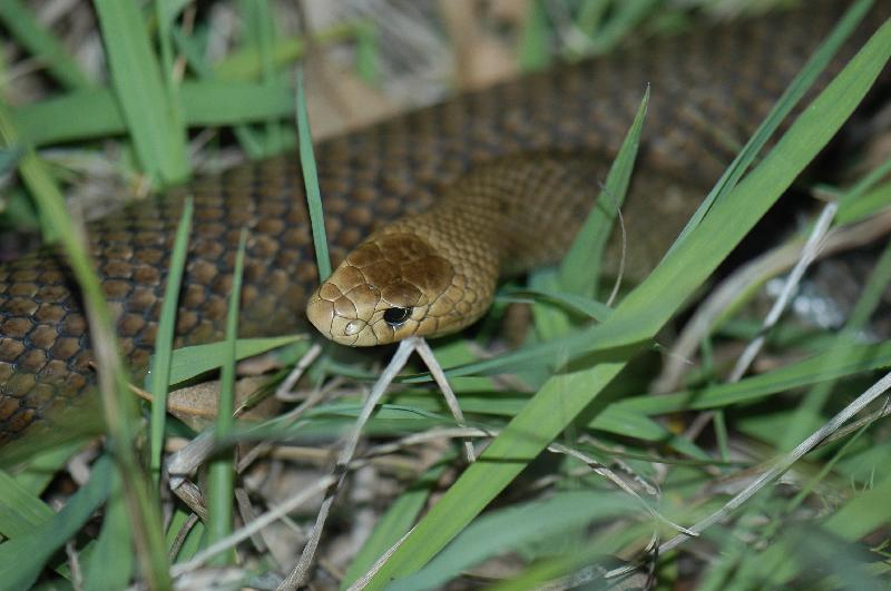 Eastern_Brown_Snake__Pseudonaja_textilis__003.jpg