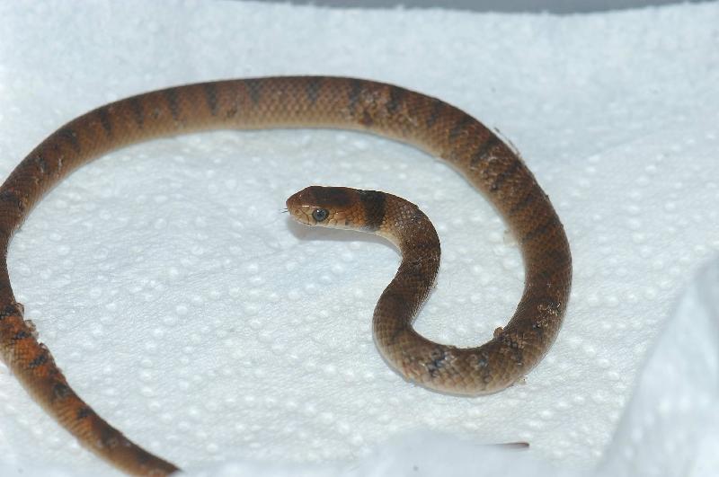 Eastern_Brown_Snake__Pseudonaja_textilis__005.jpg