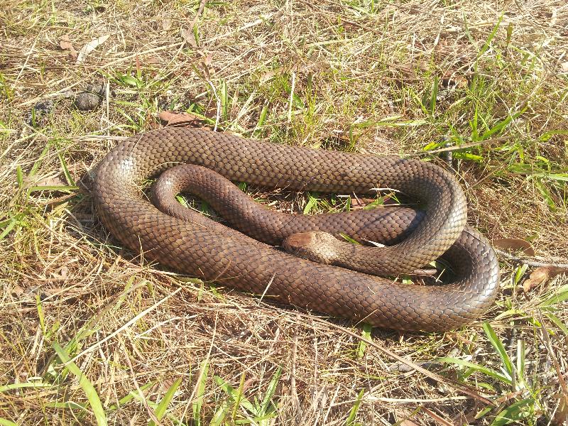 Eastern_Brown_Snake__Pseudonaja_textilis__006.jpg