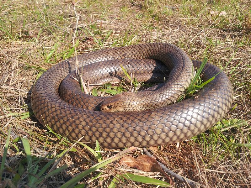 Eastern_Brown_Snake__Pseudonaja_textilis__007.jpg