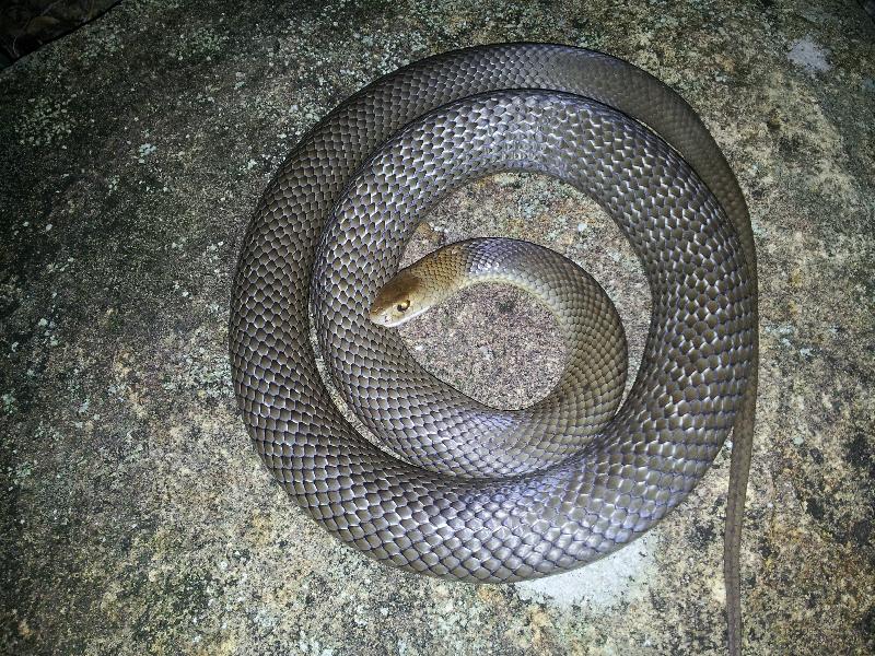 Eastern_Brown_Snake__Pseudonaja_textilis__008.jpg