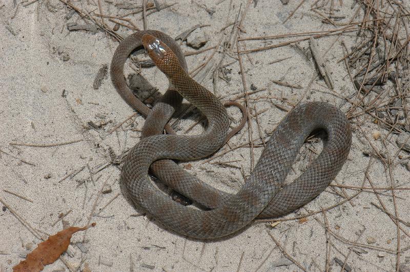 Eastern_Brown_Snake__Pseudonaja_textilis__010.jpg