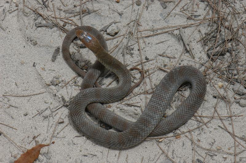 Eastern_Brown_Snake__Pseudonaja_textilis__011.jpg