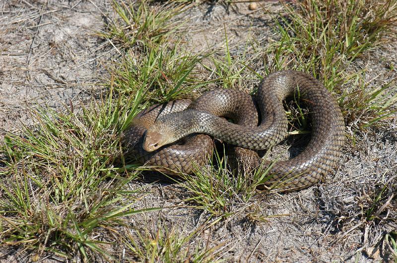 Eastern_Brown_Snake__Pseudonaja_textilis__019.jpg