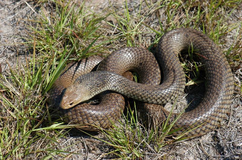 Eastern_Brown_Snake__Pseudonaja_textilis__020.jpg