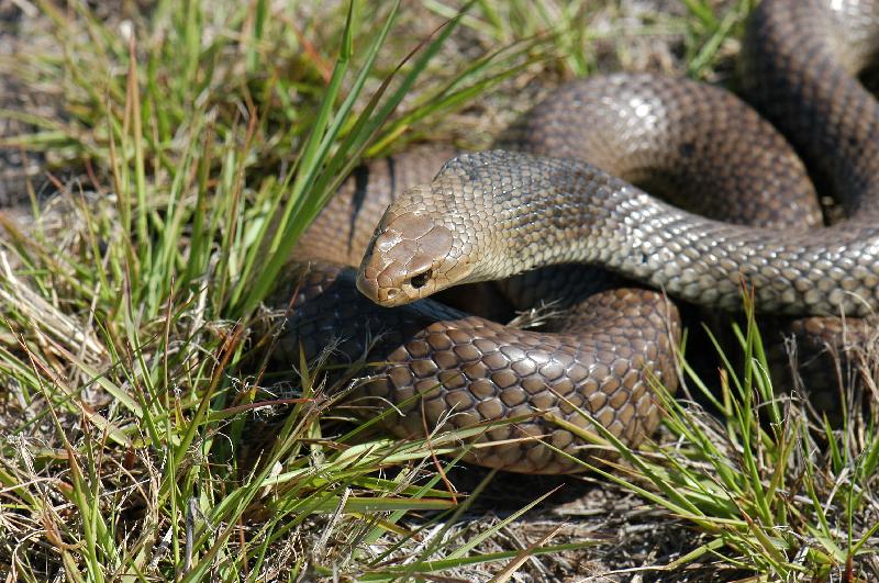 Eastern_Brown_Snake__Pseudonaja_textilis__021.jpg