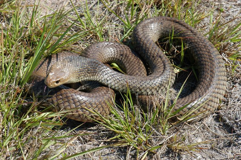 Eastern_Brown_Snake__Pseudonaja_textilis__022.jpg