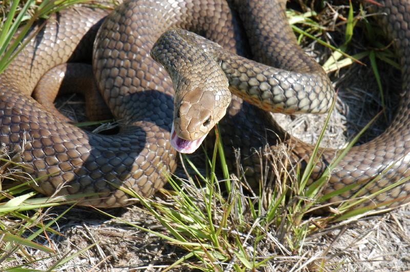 Eastern_Brown_Snake__Pseudonaja_textilis__023.jpg