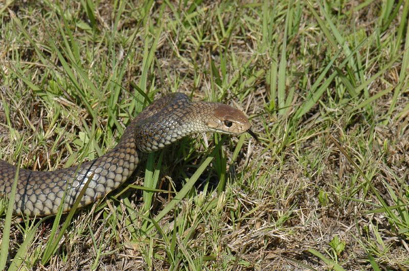 Eastern_Brown_Snake__Pseudonaja_textilis__025.jpg