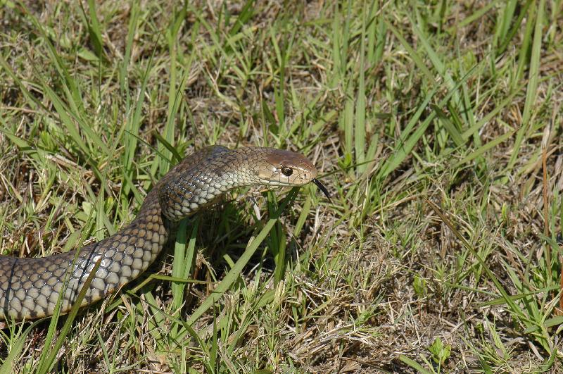 Eastern_Brown_Snake__Pseudonaja_textilis__026.jpg