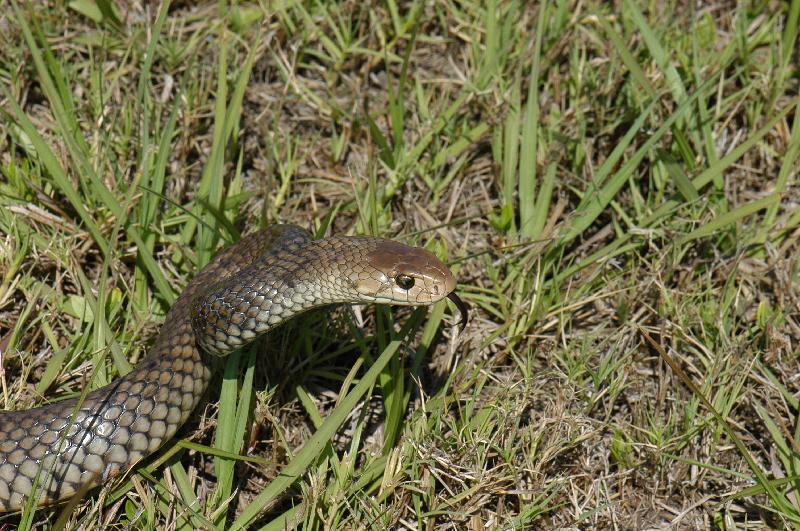 Eastern_Brown_Snake__Pseudonaja_textilis__027.jpg