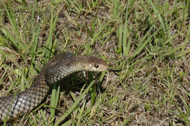 Eastern_Brown_Snake__Pseudonaja_textilis__028.jpg