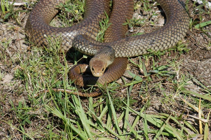 Eastern_Brown_Snake__Pseudonaja_textilis__029.jpg