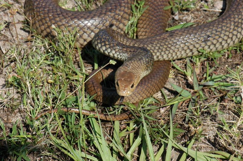 Eastern_Brown_Snake__Pseudonaja_textilis__030.jpg