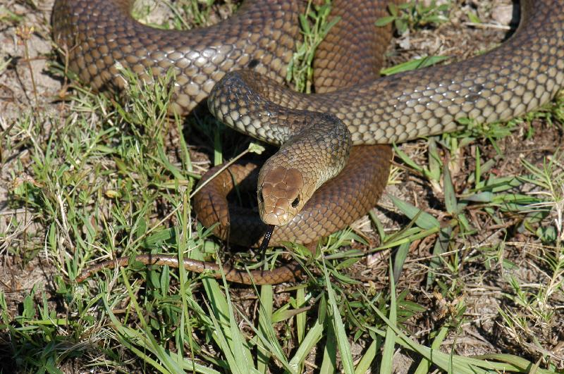 Eastern_Brown_Snake__Pseudonaja_textilis__031.jpg