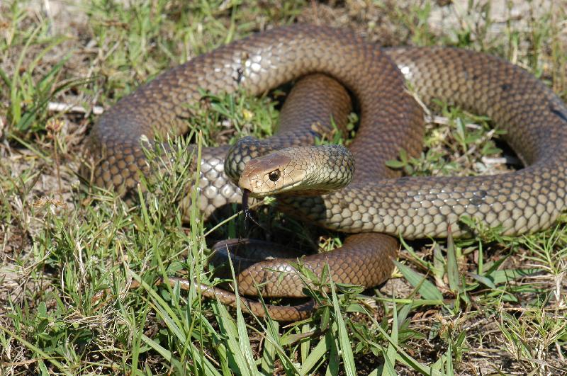 Eastern_Brown_Snake__Pseudonaja_textilis__032.jpg