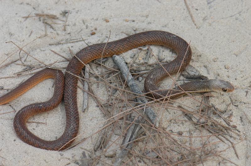 Eastern_Brown_Snake__Pseudonaja_textilis__035.jpg