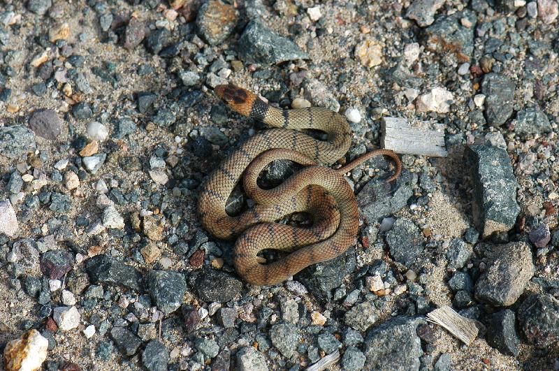 Eastern_Brown_Snake__Pseudonaja_textilis__036.jpg