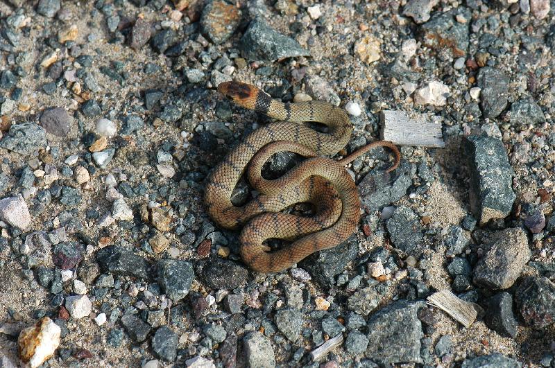 Eastern_Brown_Snake__Pseudonaja_textilis__037.jpg