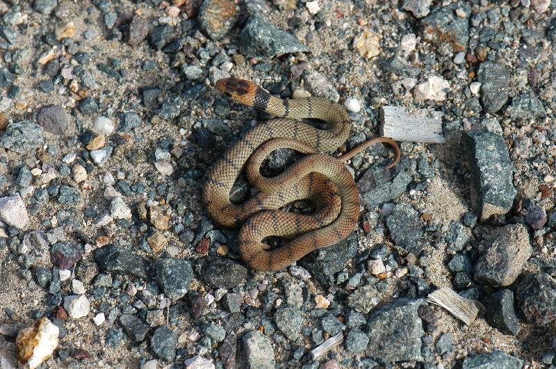 Eastern_Brown_Snake__Pseudonaja_textilis__038.jpg