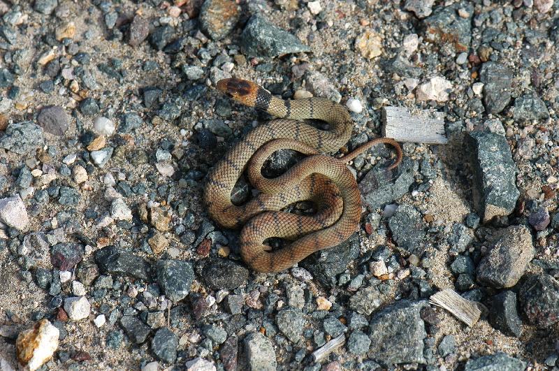 Eastern_Brown_Snake__Pseudonaja_textilis__038.jpg