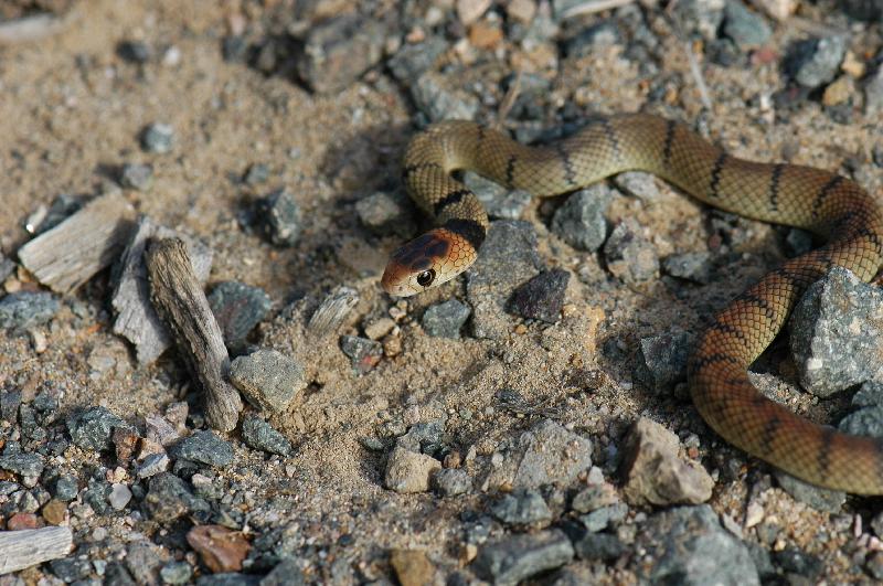 Eastern_Brown_Snake__Pseudonaja_textilis__039.jpg