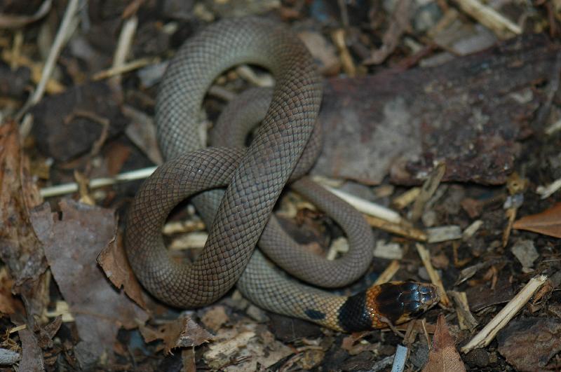 Eastern_Brown_Snake__Pseudonaja_textilis__040.jpg