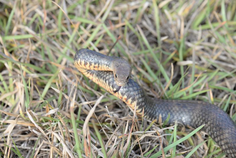 Eastern_Brown_Snake__Pseudonaja_textilis__043.jpg