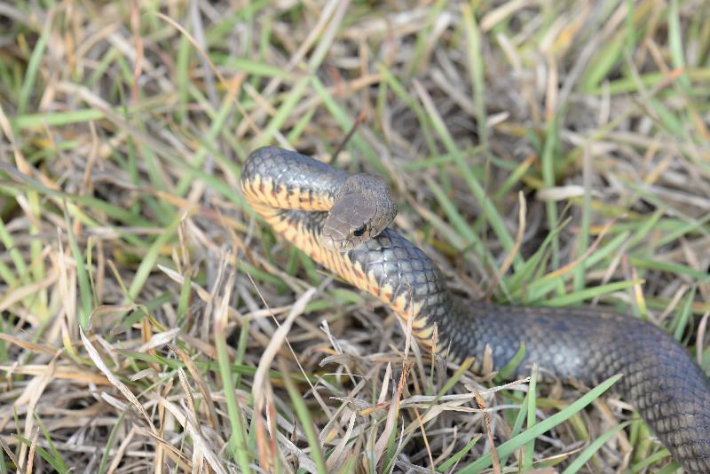 Eastern_Brown_Snake__Pseudonaja_textilis__044.jpg