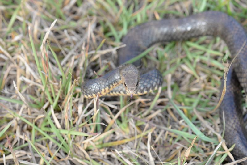 Eastern_Brown_Snake__Pseudonaja_textilis__045.jpg